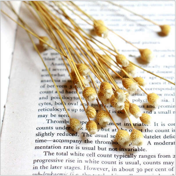 Dried Eternal Fresh Style Mori Girl with Glass Bottle Brazilian Happy Flowers Original Color White