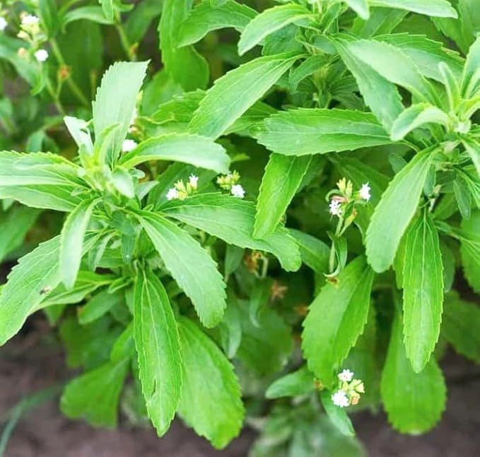 20 Plus Seeds Of Stevia (Sugar leaf) - Herb Seeds For Planting (Loose Packet)