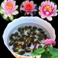 8 Seeds Of Mixed Flower Lotus Seeds/ Seed Kamalgatta. 