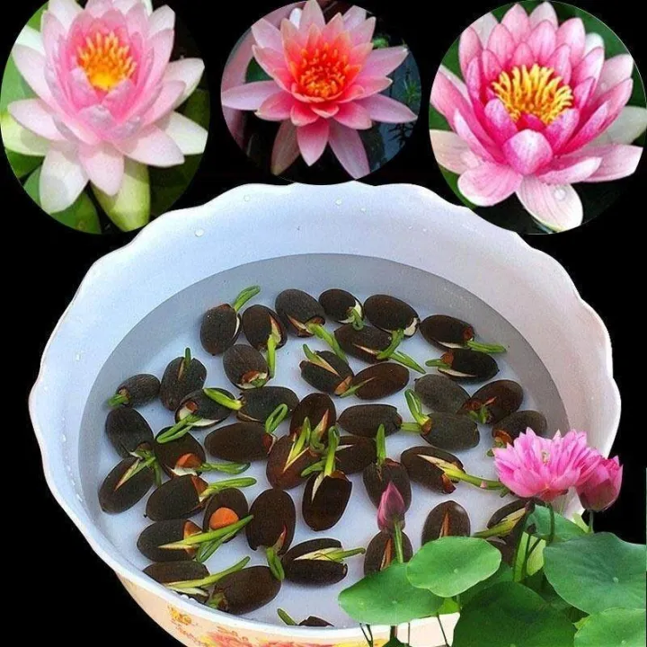 8%20Seeds%20Of%20Mixed%20Flower%20Lotus%20Seeds/%20Seed%20Kamalgatta%20-%20Image%207