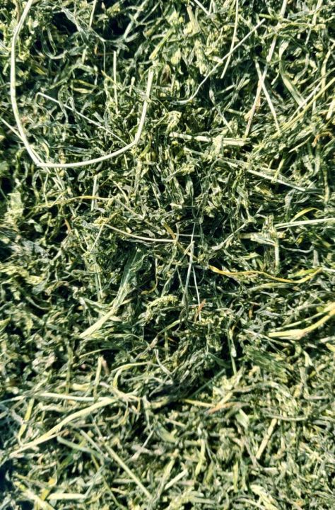 Jimbu%20(Allium%20Schoenoprasum)%20-%20Image%203