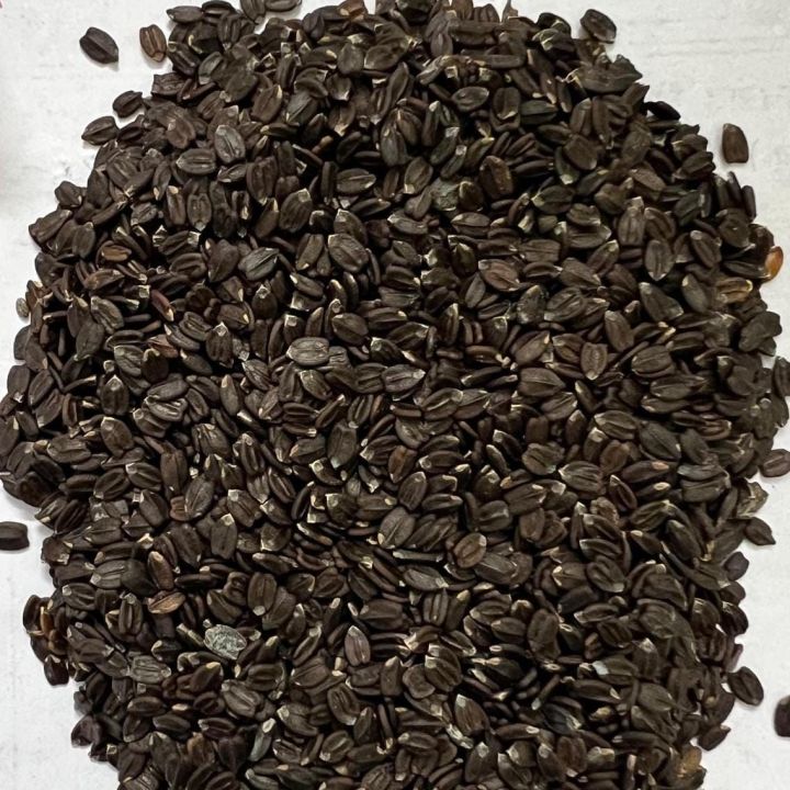 Ban%20Silam%20Seeds%20%7C%20Himalayan%20Wild%20Mint%20l%20Ban%20Tulsla%20%7C%20Om%20Masala%20-%20Image%204