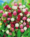 Gomphrena Mixed Flower 50 Seeds For Garden And Balcony. 