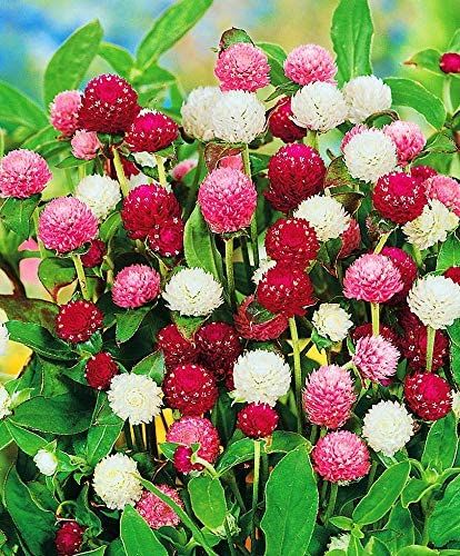 Gomphrena%20Mixed%20Flower%2050%20Seeds%20For%20Garden%20And%20Balcony%20-%20Image%204