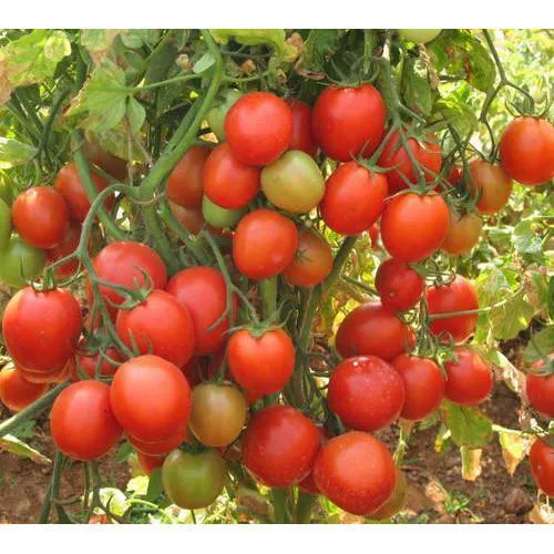 Sweet%20Cherry%20Tomato%20Seeds%2020%20Seeds%20-%20Image%204