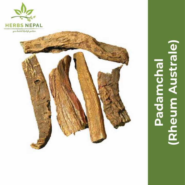 Padamchal (Rheum Australe) 200 gms / Herbs Nepal