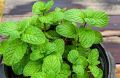 Mint Seeds Pudina Herb Seeds Mint Herb Seeds Peppermint 20 Plus Seeds Loose Pack. 