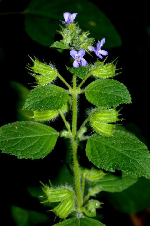 Ban%20Silam%20100Gm%20-%20Image%203