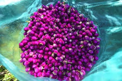 Makhamali Flower Seeds Hybrid : Makhamali Flowering Plants Seeds Garden, Balcony Flowers (20 Seeds)