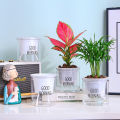 Lazy Hydroponic Flower Pot Automatic Water-Absorbing Flowerpot Transparent Double Layer Plastic Self Watering Planter Office Demoo. 
