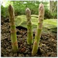 Mary Washington Asparagus Officinalis Vegetable 20 Seeds. 