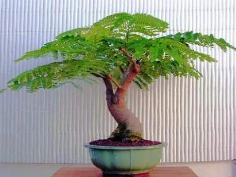 10+%20Bonsai%20Gulmohar%20Seed,%20Can%20Grow%20All%20Over%20Nepal%20-%20Image%202