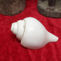 White Plain Sankha/Conch. 