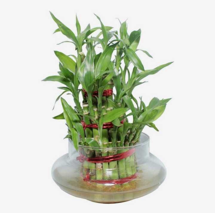 Lucky%20Bamboo%20Bunch%20%E2%80%93%20Original%20Plant%20for%20indoor%20%E2%80%93%20Imported%20plant%20-%20Image%205