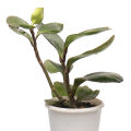 Peperomia Green Indoor Plant | For Home Décor | Decorative Plant. 