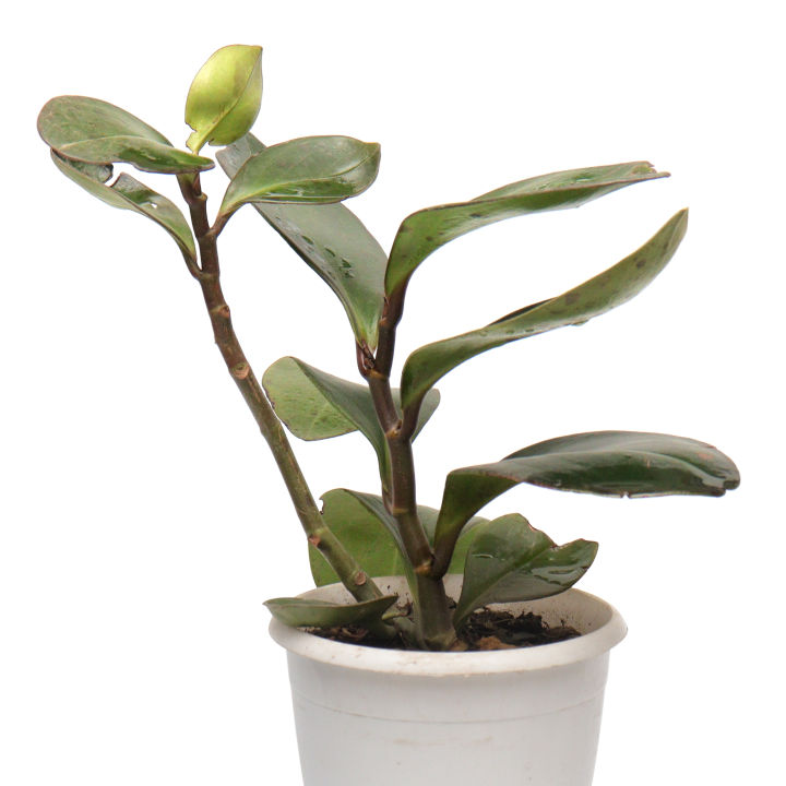 Peperomia%20Green%20Indoor%20Plant%20%7C%20For%20Home%20D%C3%A9cor%20%7C%20Decorative%20Plant%20-%20Image%203