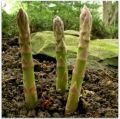 Asparagus Seeds 30+Seeds Imported Kurilo Seeds For Garden. 