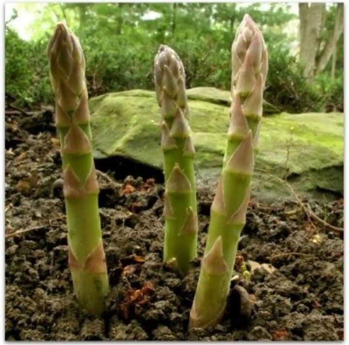 Asparagus%20Seeds%2030+Seeds%20Imported%20Kurilo%20Seeds%20For%20Garden%20-%20Image%204