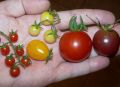 Rainbow Cherry Mix Tomato 10 Seeds - Loose Pack. 