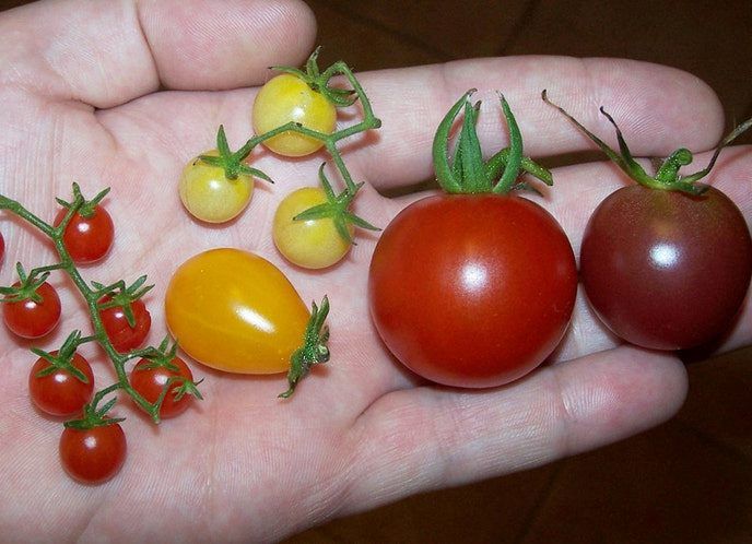 Rainbow Cherry Mix Tomato 10 Seeds - Loose Pack