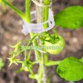 100 Pcs Tomato Clips For Support Tomato Plants. 