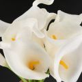 Calla Lily 20 head Latex Real Touch KC51 White. 
