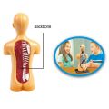 3D Removable Anatomical Human Torso Body Model for Education Toy Human Body Structure Teaching for Child Kid Student. 