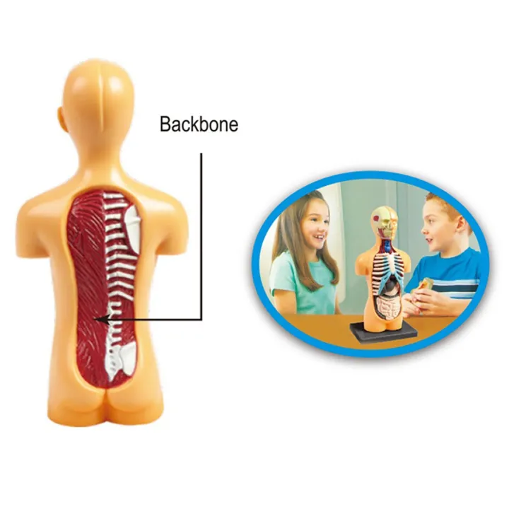 3D%20Removable%20Anatomical%20Human%20Torso%20Body%20Model%20for%20Education%20Toy%20Human%20Body%20Structure%20Teaching%20for%20Child%20Kid%20Student%20-%20Image%202