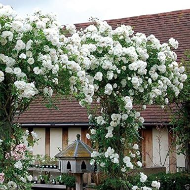 10%20Pieces%20Pink%20Climbing%20Rose%20Vine%20Flower%20Seeds%20Climber%20Fragrant%20(90%20Days%20Germination)%20-%20Image%205