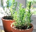 20 Plus  Rosemary Seeds for Planting - Rosemary Herb Sees Loose Pack. 