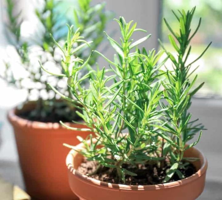 20%20Plus%20%20Rosemary%20Seeds%20for%20Planting%20-%20Rosemary%20Herb%20Sees%20Loose%20Pack%20-%20Image%204