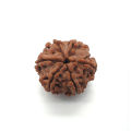6 Face Rudraksha | 6 Mukhi Rudraksha Nepal Origin Gemstone (3pc). 