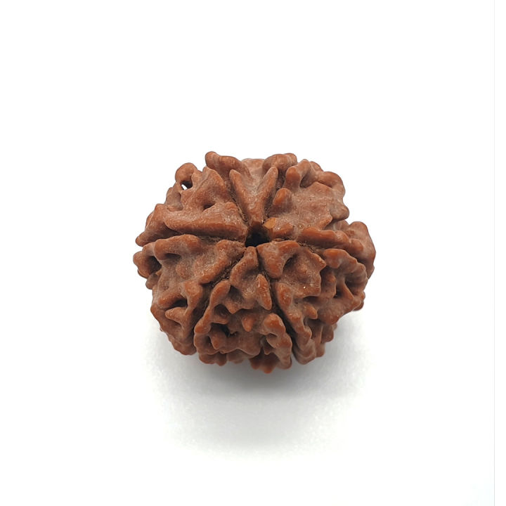 6%20Face%20Rudraksha%20%7C%206%20Mukhi%20Rudraksha%20Nepal%20Origin%20Gemstone%20(3pc)%20-%20Image%202