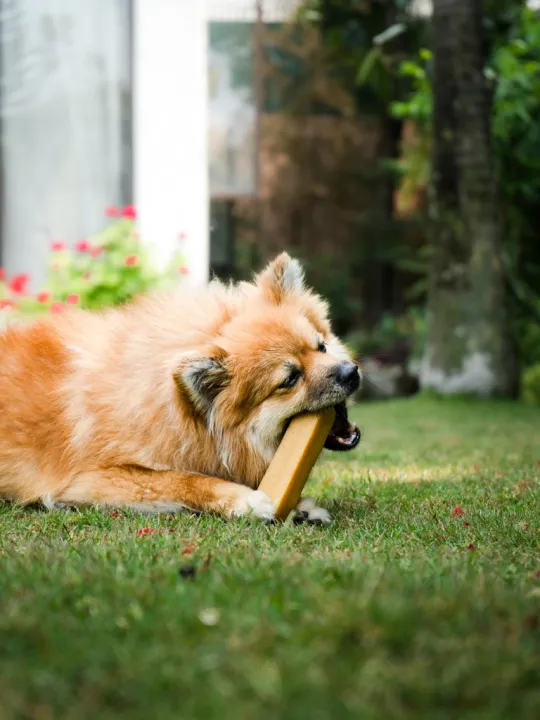 Shangrila%20Pet%20Co%20%E2%80%93%20Original%20Nak%20(Female%20Yak)%20Chews%20for%20Dogs%20%7C%20100%25%20Natural%20Himalayan%20Cheese%20Treat%20%7C%20Large%20Pack%20of%203%20%7C%20Long-Lasting,%20High%20Protein,%20Lactose-Free%20Dog%20Treats%20-%20Image%205