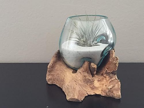 Hand-Blown%20Molten%20Glass%20%20Round%20Bowl%20Vase%20On%20Natural%20Wood%20Root%208cm%20-%20Image%203