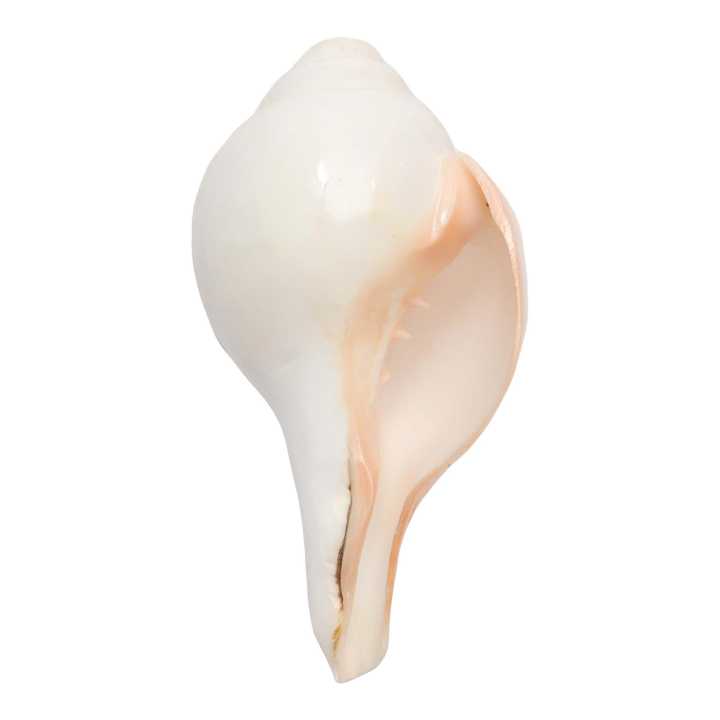 Vamavarti%20Blowing%20Shankh%20(White)%20~%20Shankha%20Conch%20Shells%20-%20Sea%20Shell%20Shankh%20For%20Lung%20Size%2011%20Inch%20500Gram%20-%20Image%203