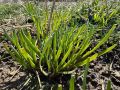 20+ Garlic Chives Seeds for Planting –  Non GMO Heirloom Garlic Chives Seeds – Great Gardening Gift -  (Loose Pack). 