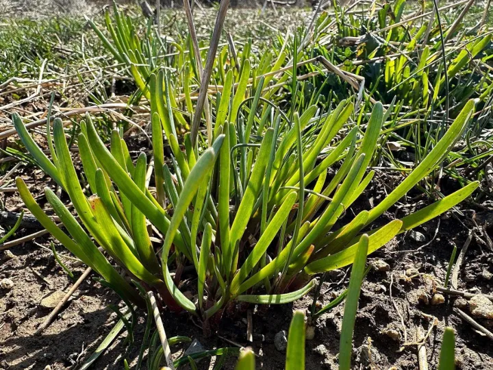 20+%20Garlic%20Chives%20Seeds%20for%20Planting%20%E2%80%93%20%20Non%20GMO%20Heirloom%20Garlic%20Chives%20Seeds%20%E2%80%93%20Great%C2%A0Gardening%C2%A0Gift%20-%20%20(Loose%20Pack)%20-%20Image%202