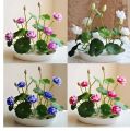 Bonsai Mini Indore Lotus Flower Seeds for Planting - 10+ Mixed Color Varieties. 