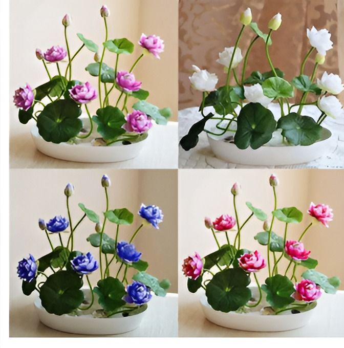 Bonsai%20Mini%20Indore%20Lotus%20Flower%20Seeds%20for%20Planting%20-%2010+%20Mixed%20Color%20Varieties%20-%20Image%207