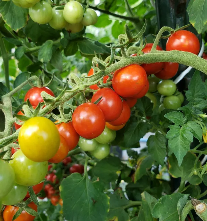 Candyland%20Red%20Cherry%20Tomato%20Seeds%205%20Plus%20(Loose%20Pack)%20-%20Image%203