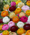 20+ Loose Packed Ranunculus  Flower Seeds. 