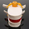 High Quality 3D Model Lumbar Model Compression Demonstration .5X Enlarge Human Anatomy Skeleton Model Spinal Pressure Lesions Simulation Lumbar Disc Herniation Teaching Tool Nursing. 