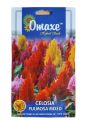 Hybrid Celosia Pulmosa Mixed Flower Seed 50 Seeds. 