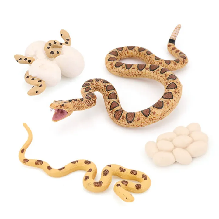 Kqueebee Realistic Animal Life Growth Cycle Biological Model Toys Snake ...
