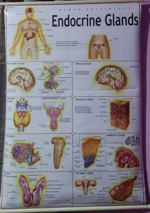 Human%20Endocrine%20System%20Chart%20Diagram%20For%20Educational%20Purposes%20-%201%20piece%20-%20Image%203