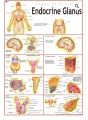 Human Endocrine System Chart Diagram For Educational Purposes - 1 piece. 