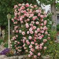 10+ Loose Packed Excellent Quality Climbing Fragrant Rose Flower Seed For Nepal (Can Grow All Over Nepal). 