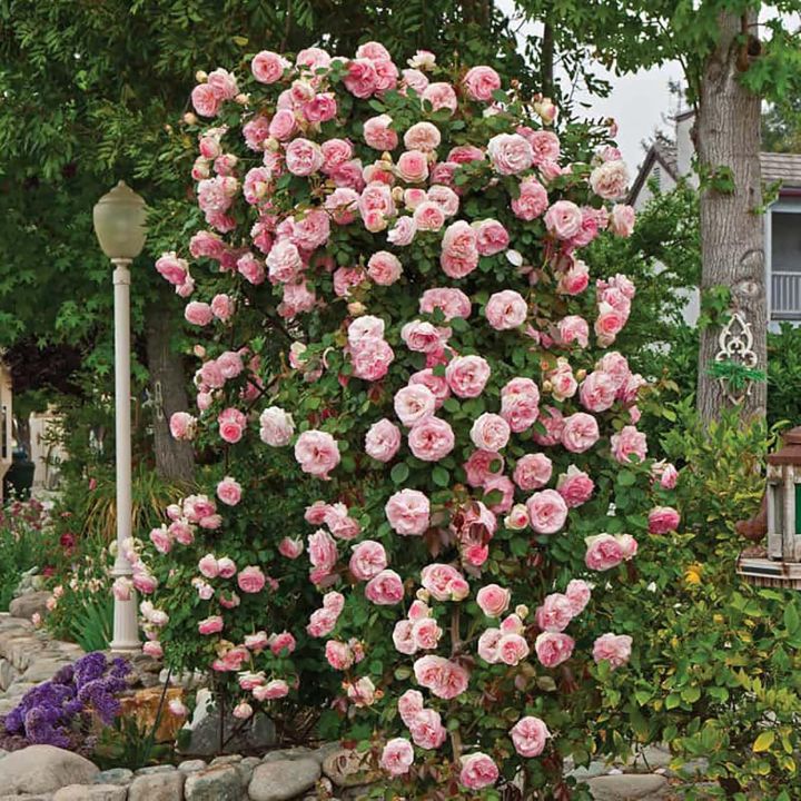 10+%20Loose%20Packed%20Excellent%20Quality%20Climbing%20Fragrant%20Rose%20Flower%20Seed%20For%20Nepal%20(Can%20Grow%20All%20Over%20Nepal)%20-%20Image%207