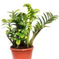 Zz Plant Indoor Plant | For Home Décor | Decorative Plant. 